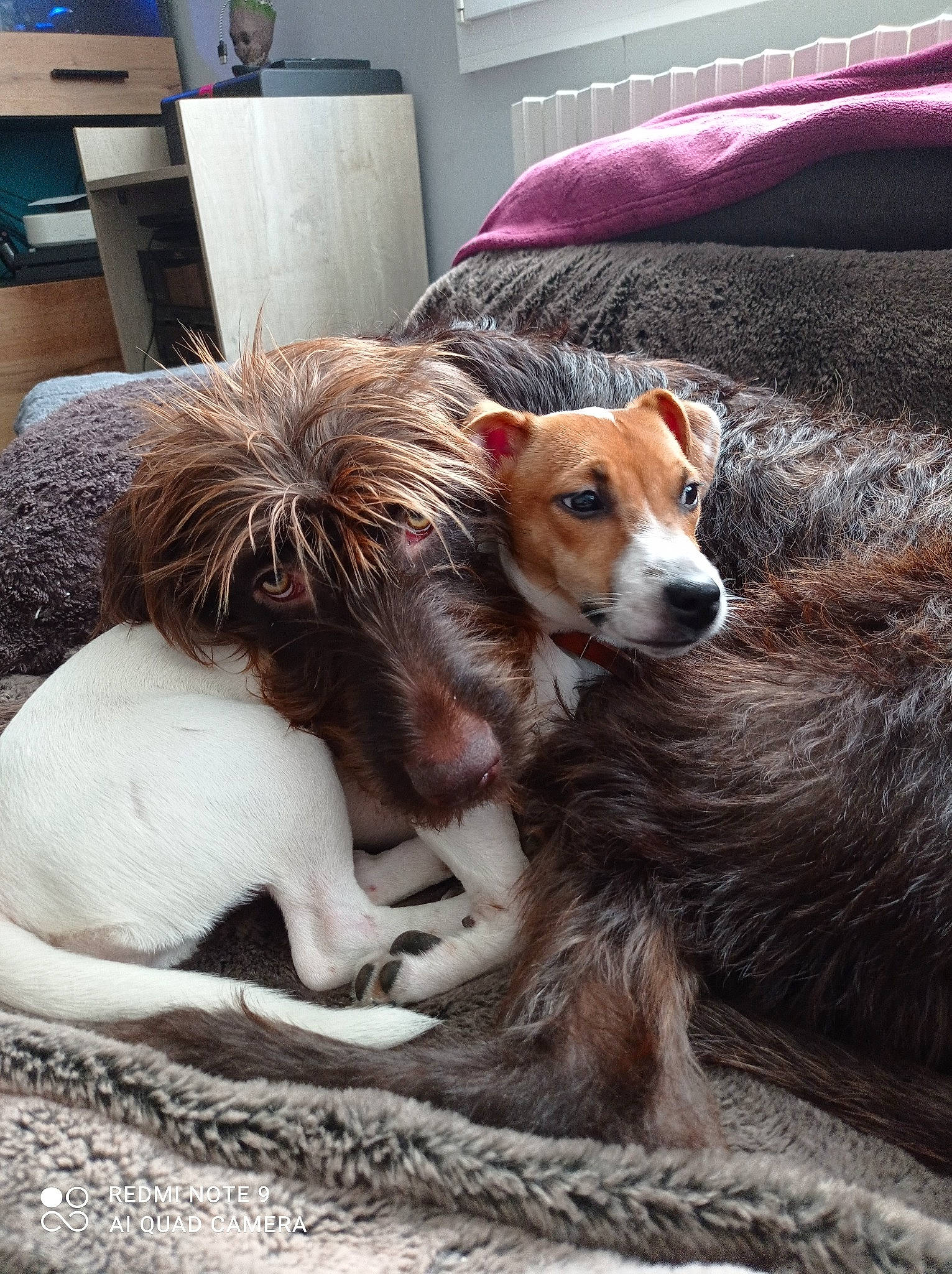 Maly a rejoint le concours — aidez-le/la à gagner de superbes lots ! ball, canidae, carnivore, collar, companion_dog, couch, dog, dog_breed, dog_supply, fawn, fur, liver, living_room, paw, room, snout, sporting_group, whiskers, working_animal, working_dog