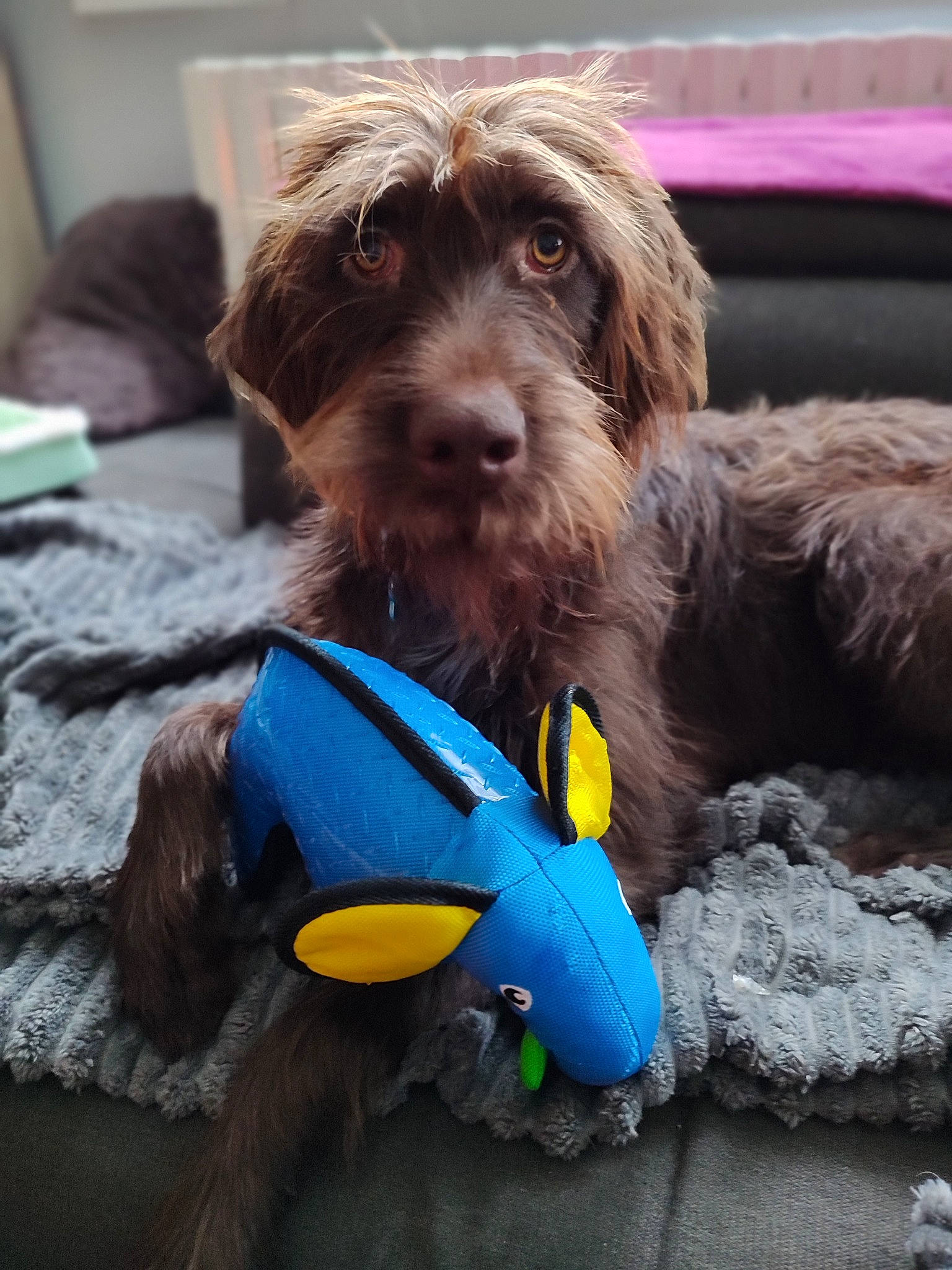 Maly a rejoint le concours — aidez-le/la à gagner de superbes lots ! canidae, carnivore, companion_dog, dog, dog_breed, dog_clothes, dog_collar, dog_supply, electric_blue, liver, slovakian_rough_haired_pointer, small_terrier, snout, sporting_group, terrier, toy, toy_dog, water_dog, working_animal, working_terrier