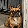 french_bulldog, dog, pet, indoor, sitting, brown_dog, short_hair, ears_up, looking_at_camera, animal, canine, companion, guard_dog, door_frame, metal_gate, floor, portrait, cute, alert, domestic