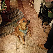 Ruger joined the competition — help win amazing prizes! boots, brown_dog, cabinet, chair, cozy, dog, flooring, furniture, harness, human_partial, indoor, kitchen, looking_up, paws, pet, plant, portrait, rug, sitting, tile_floor