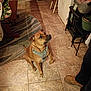 boots, brown_dog, cabinet, chair, cozy, dog, flooring, furniture, harness, human_partial, indoor, kitchen, looking_up, paws, pet, plant, portrait, rug, sitting, tile_floor
