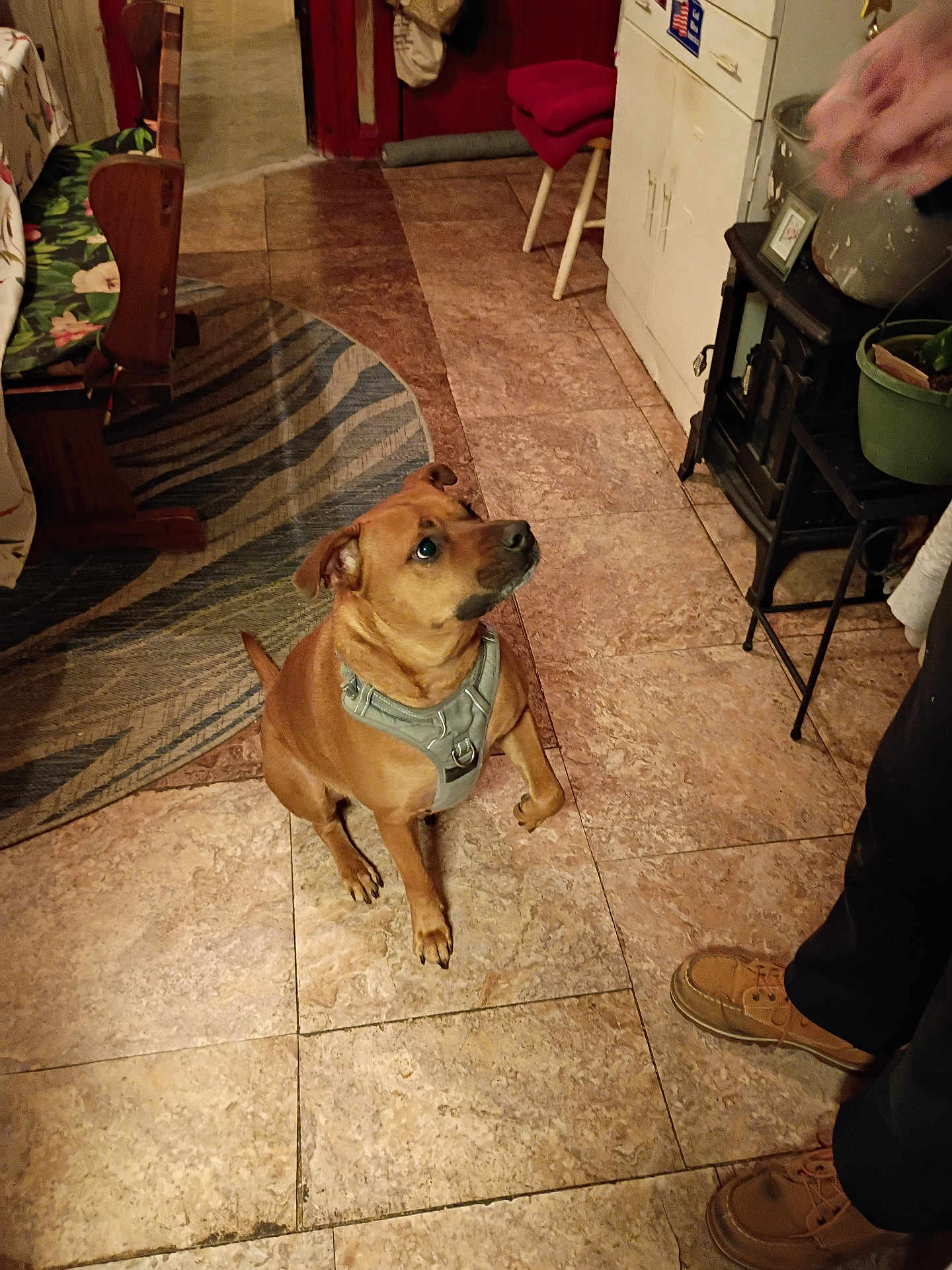 Ruger joined the competition — help win amazing prizes! boots, brown_dog, cabinet, chair, cozy, dog, flooring, furniture, harness, human_partial, indoor, kitchen, looking_up, paws, pet, plant, portrait, rug, sitting, tile_floor