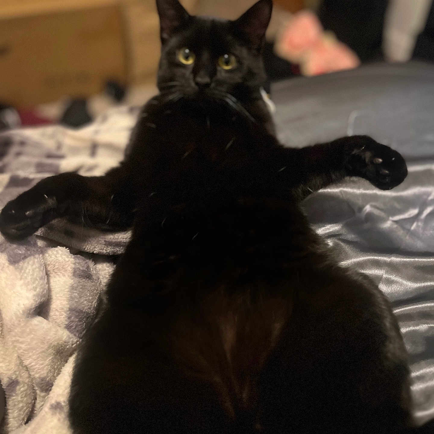Hades joined the competition — help win amazing prizes! abyssinian, animal, bed, bedroom, bird, blackbird, blackcat, blanket, cat, couch, cushion, furniture, indoors, kitten, manx, person, pet, quilt, room, wood