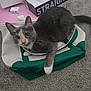 cat, tote_bag, carpet, grey_cat, white_paws, green, indoor, pet, animal, curious, relaxed, box, text, floor, domestic, whiskers, ears, feline, looking, resting