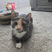 Camo joined the competition — help win amazing prizes! cat, pet, animal, fur, carpet, indoor, resting, cute, whiskers, ears, paws, toy, home, furniture, gray, peach, white, curious, closeup, relaxed