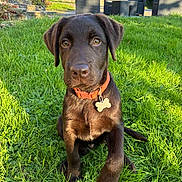 Aston a rejoint le concours — aidez-le/la à gagner de superbes lots ! dog, puppy, labrador, brown_fur, collar, tag, grass, outdoor, sunlight, garden, furniture, stone_wall, backyard, pet, animal, cute, sitting, young, nature, daylight