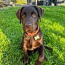 dog, puppy, labrador, brown_fur, collar, tag, grass, outdoor, sunlight, garden, furniture, stone_wall, backyard, pet, animal, cute, sitting, young, nature, daylight