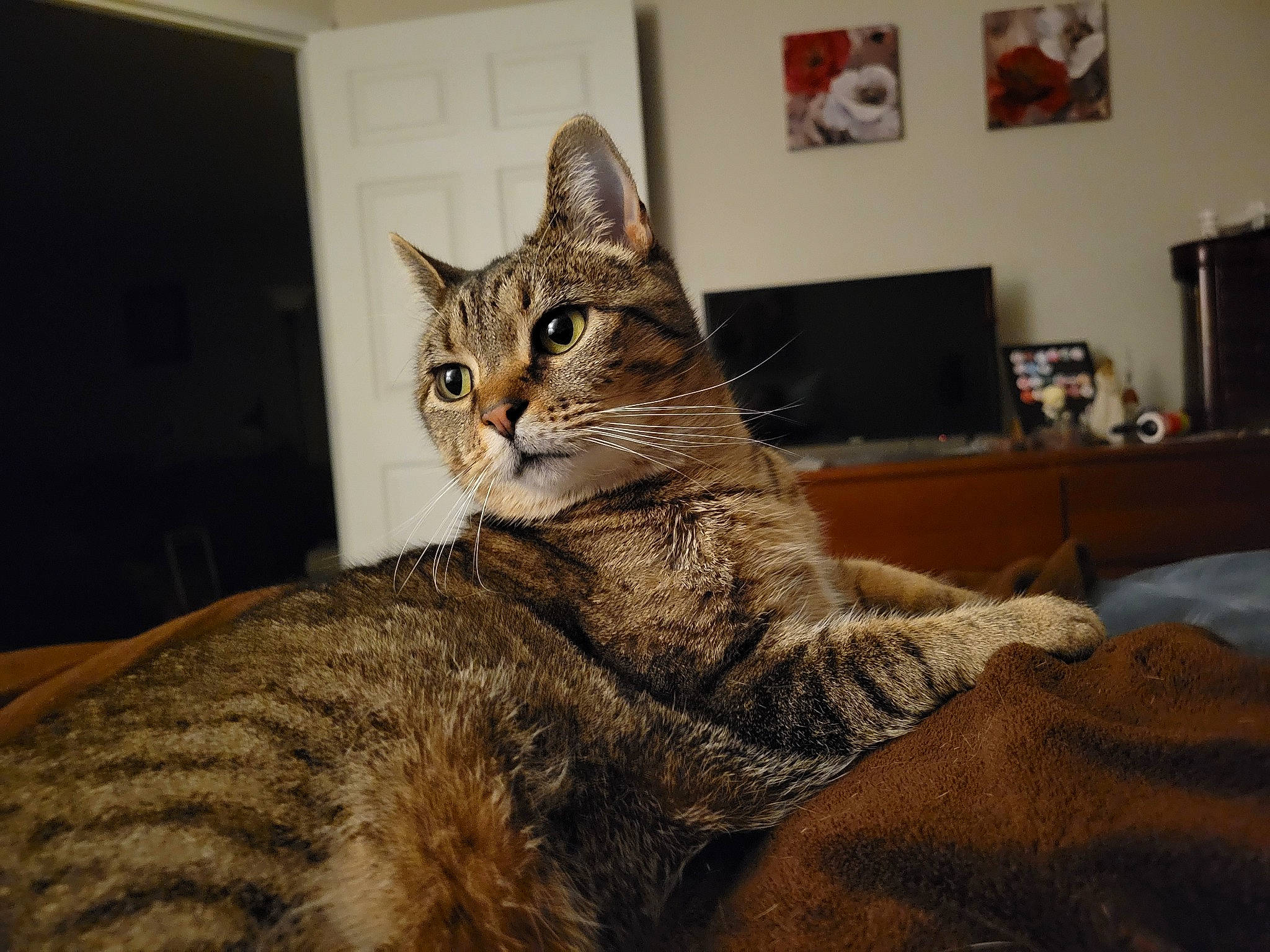 Eleanor is registered to the contest to win money with this photo: carnivore, cat, claw, comfort, domestic_short_haired_cat, felidae, fur, paw, picture_frame, sitting, small_to_medium_sized_cats, snout, tail, terrestrial_animal, whiskers, wildlife