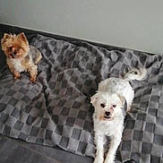 Moka a rejoint le concours — aidez-le/la à gagner de superbes lots ! dog, small_dog, white_dog, brown_dog, blanket, checkered_blanket, indoor, floor, tile_floor, pet, animal, canine, looking_up, two_dogs, fur, cute, companion, domestic_animal, resting, curious