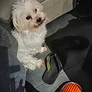 Moka a rejoint le concours — aidez-le/la à gagner de superbes lots ! dog, white_dog, small_dog, pet, indoor, couch, tile_floor, flip_flop, black_flipflop, orange_shoe, paw, furry, looking_up, close_up, footwear, shadow, shoe, home_interior, tiling, companion
