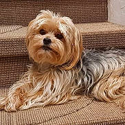 Moka participe au concours pour gagner de l'argent avec cette photo : dog, long_hair, carpet, stairs, toy, pet, indoor, resting, animal, cute, curious, fur, mammal, companion, laying_down, looking, brown, beige, cozy, domestic