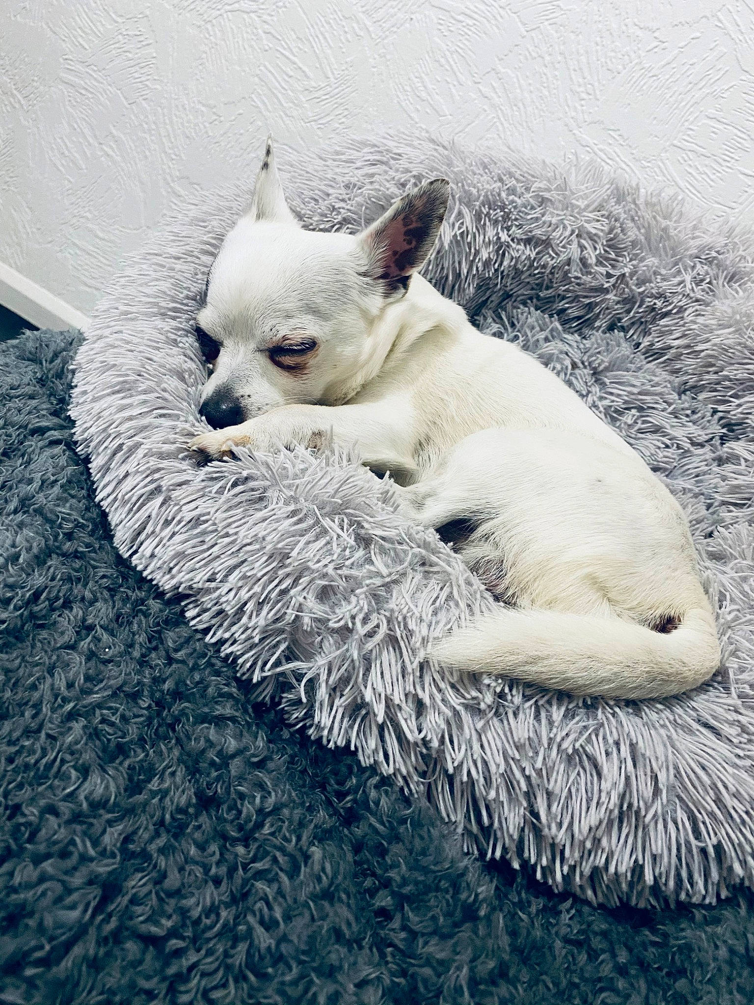 Apollo joined the competition — help win amazing prizes! canidae, carnivore, claw, companion_dog, dog, dog_breed, fawn, fur, paw, snout, snow, terrestrial_animal, water, whiskers, wildlife, winter