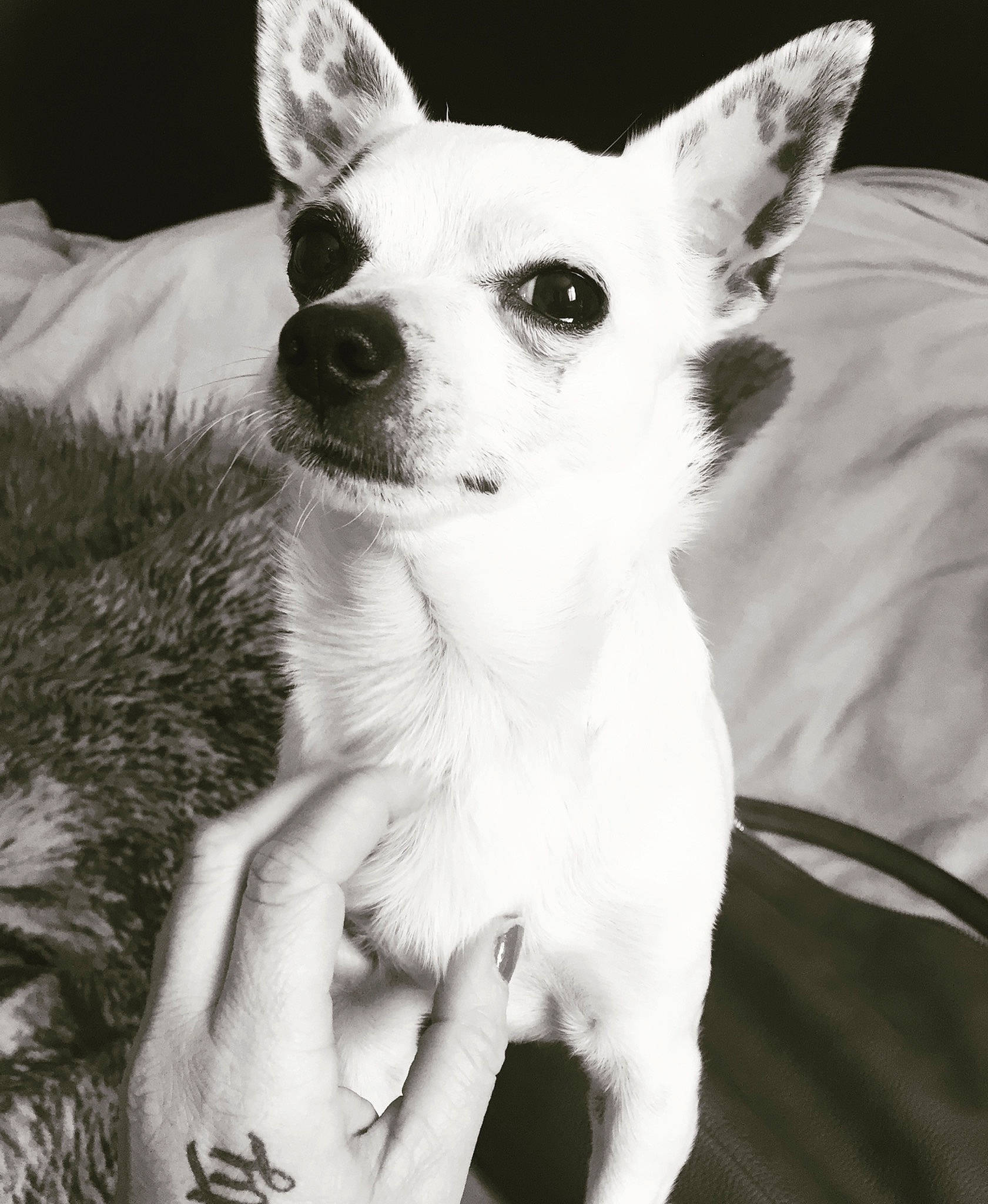 Apollo joined the competition — help win amazing prizes! black_and_white, canidae, carnivore, companion_dog, corgi_chihuahua, dog, dog_breed, dog_supply, ear, fawn, fur, gesture, monochrome, monochrome_photography, snout, terrestrial_animal, toy_dog, whiskers, white, working_animal