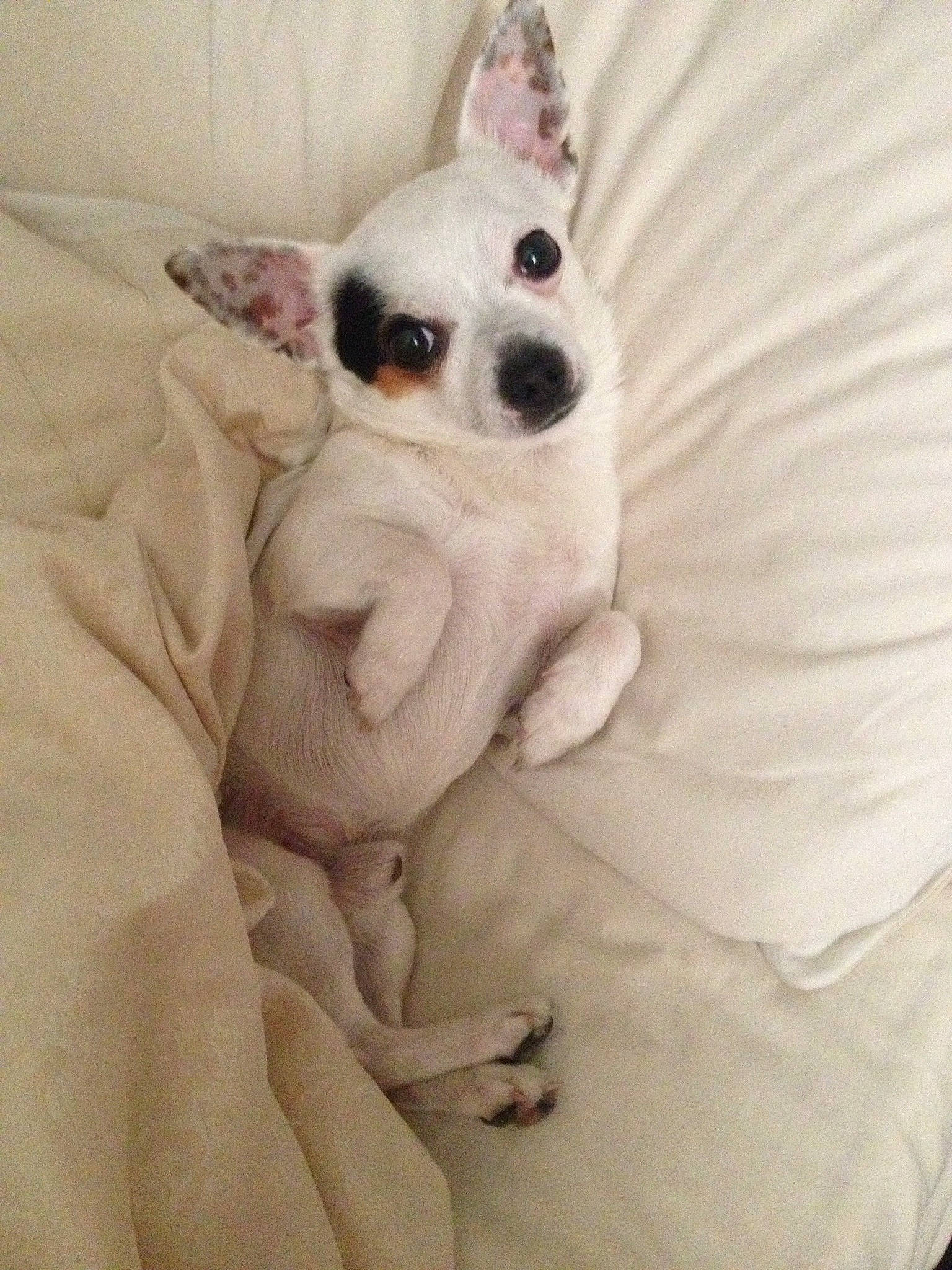 Apollo is registered to the contest to win money with this photo: canidae, carnivore, comfort, companion_dog, dog, dog_breed, dog_supply, ear, fawn, fur, head, linens, non_sporting_group, paw, snout, toy_dog, whiskers, working_animal