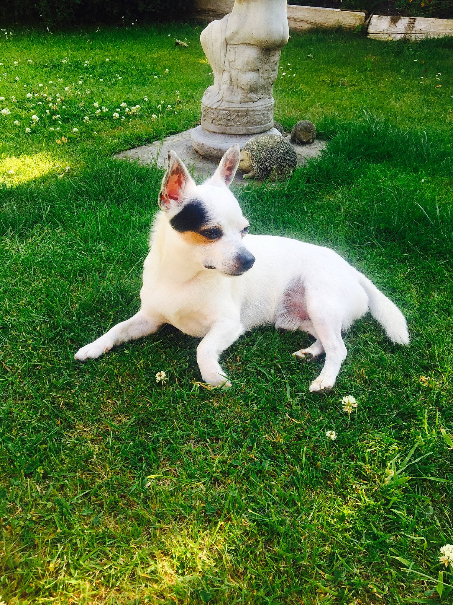 Apollo is registered to the contest to win money with this photo: canidae, carnivore, cat, companion_dog, dog_breed, fawn, felidae, garden, grass, grassland, groundcover, lawn, non_sporting_group, plant, small_to_medium_sized_cats, sporting_group, tail, terrestrial_animal, whiskers, yard