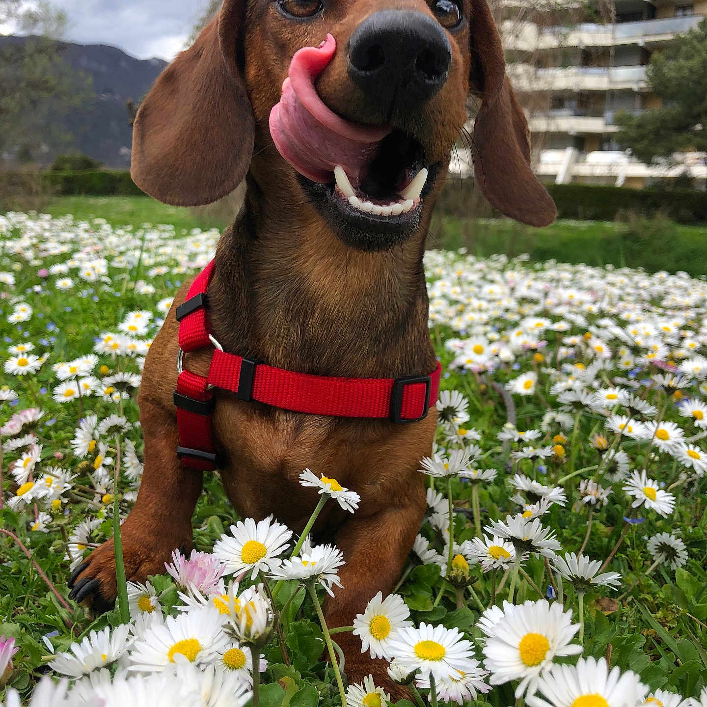 Chizo a rejoint le concours — aidez-le/la à gagner de superbes lots ! animal, canine, close_up, dachshund, daisy, dog, ears, flower_field, grass, greenery, happy, nature, outdoor, park, pet, playful, red_harness, snout, spring, tongue