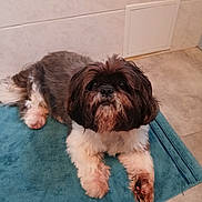 Jaguar participe au concours pour gagner de l'argent avec cette photo : affenpinscher, animal, bulldog, canine, cockerspaniel, dog, dogbed, hardwood, homedecor, mat, pet, poodle, puppy, rug, terrier, wood