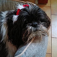 Tuninetti a rejoint le concours — aidez-le/la à gagner de superbes lots ! accessory, animal, bed, black_and_white, canine, closeup, companion, cozy, cute, dog, domestic, floor, fur, indoor, pet, red, relaxed, resting, tile, white