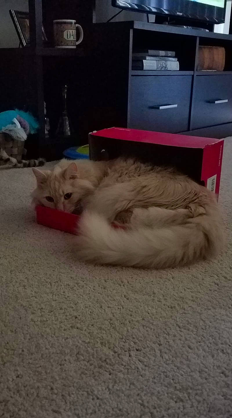 Punkin is registered to the contest to win money with this photo: asian, carnivore, cat, colorpoint_shorthair, domestic_long_haired_cat, european_shorthair, fawn, felidae, fur, kitten, mammal, munchkin, paw, persian, ragamuffin, ragdoll, small_to_medium_sized_cats, tail, turkish_van, whiskers