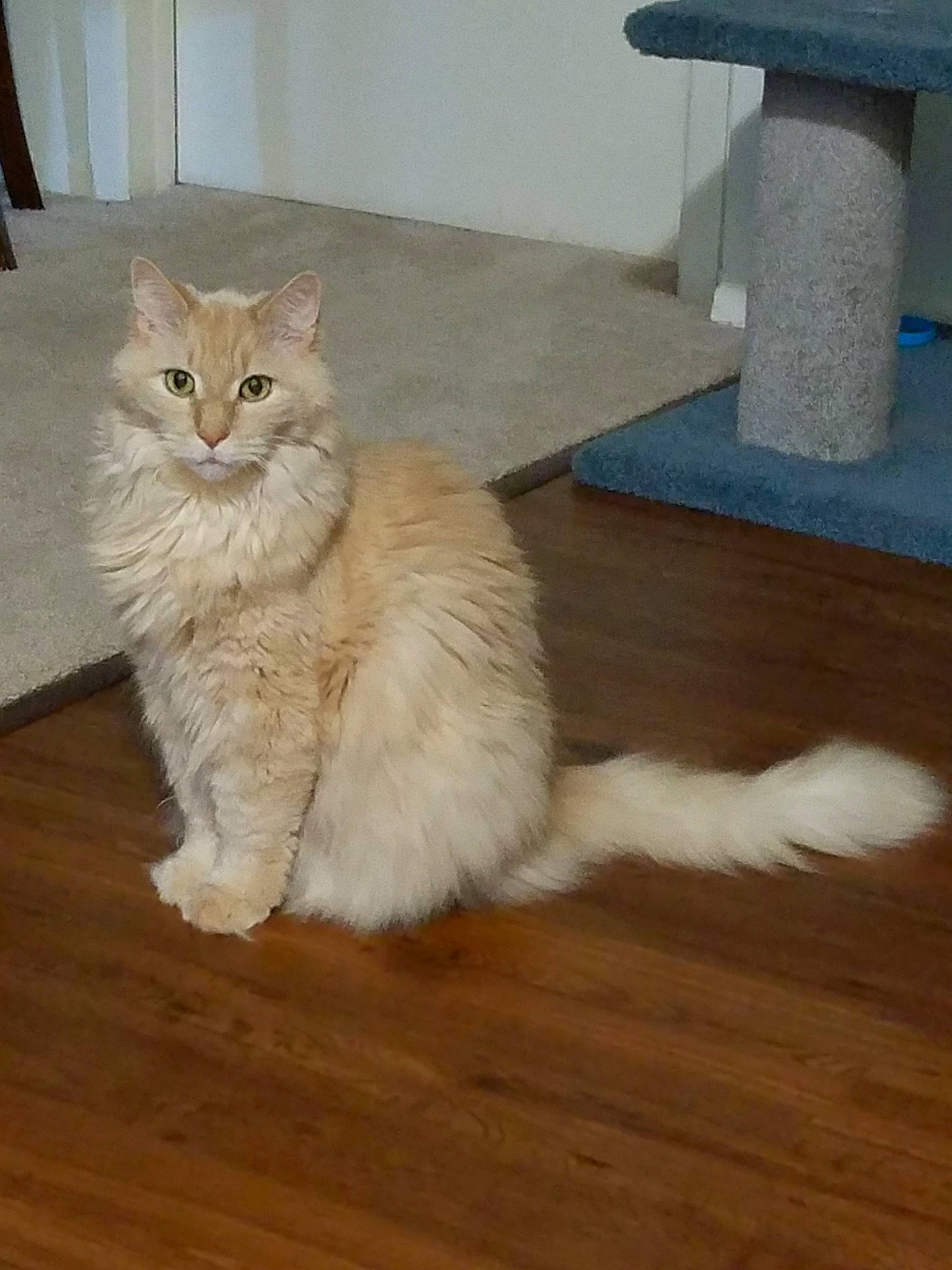 Punkin joined the competition — help win amazing prizes! asian_semi_longhair, british_semi_longhair, carnivore, cat, domestic_long_haired_cat, felidae, floor, flooring, fur, hardwood, mammal, norwegian_forest_cat, persian, ragamuffin, small_to_medium_sized_cats, tail, vertebrate, whiskers, wood, wood_flooring