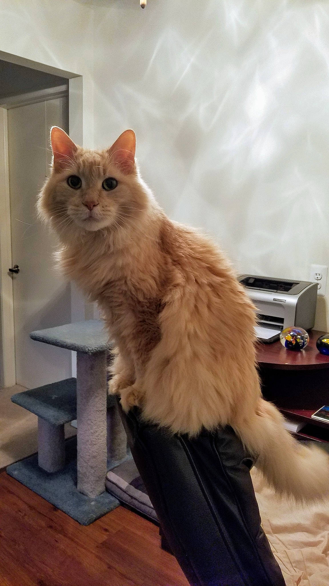 Punkin is registered to the contest to win money with this photo: asian_semi_longhair, british_longhair, british_semi_longhair, carnivore, cat, cymric, domestic_long_haired_cat, fawn, felidae, fur, maine_coon, mammal, norwegian_forest_cat, ragamuffin, siberian, small_to_medium_sized_cats, tail, turkish_angora, vertebrate, whiskers