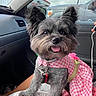 dog, pet, cute, pink_dress, car_interior, happy, tongue_out, fluffy, small_dog, lap, checkered_pattern, ears_up, collar, leash, sitting, front_seat, daylight, window, person, smiling