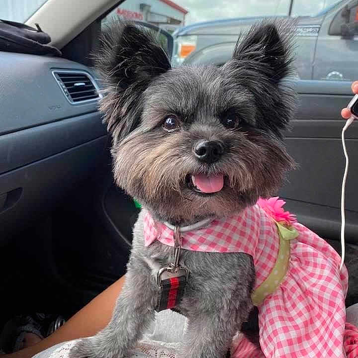 Molly is registered to the contest to win money with this photo: dog, pet, cute, pink_dress, car_interior, happy, tongue_out, fluffy, small_dog, lap, checkered_pattern, ears_up, collar, leash, sitting, front_seat, daylight, window, person, smiling