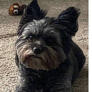 Molly is registered to the contest to win money with this photo: animal, black_dog, carpet, companion, cute, dog, domestic_animal, ears, face, floor, front_legs, fur, gray_dog, home, indoor, looking, lying_down, pet, plush_toy, toy