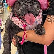 Zoe joined the competition — help win amazing prizes! accessory, animal, arm, black_fur, canine, close_up, cute, dog, french_bulldog, happy, holding, indoor, leash, person, pet_store, pink_harness, pink_hat, smiling, tattoo, tongue_out