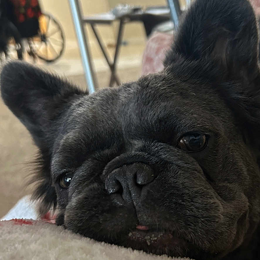 Zoe joined the competition — help win amazing prizes! blanket, carpet, close_up, cozy, dog, ears, face, french_bulldog, fur, furniture, indoor, living_room, nostrils, pet, relaxation, resting, snowflake_pattern, soft_lighting, walker, wheelchair