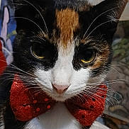 Zora joined the competition — help win amazing prizes! cat, calico, close_up, bow_tie, red, whiskers, face, pet, animal, fur, eyes, nose, portrait, cute, indoor, feline, mammal, domestic, fashion_accessory