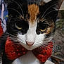 cat, calico, close_up, bow_tie, red, whiskers, face, pet, animal, fur, eyes, nose, portrait, cute, indoor, feline, mammal, domestic, fashion_accessory