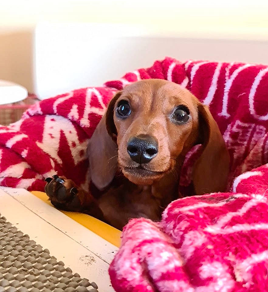 Otto joined the competition — help win amazing prizes! canidae, carnivore, comfort, companion_dog, dog, dog_breed, dog_supply, ear, fawn, fur, hound, liver, pet_supply, photo_caption, puppy_love, snout, sporting_group, toy, whiskers, working_animal