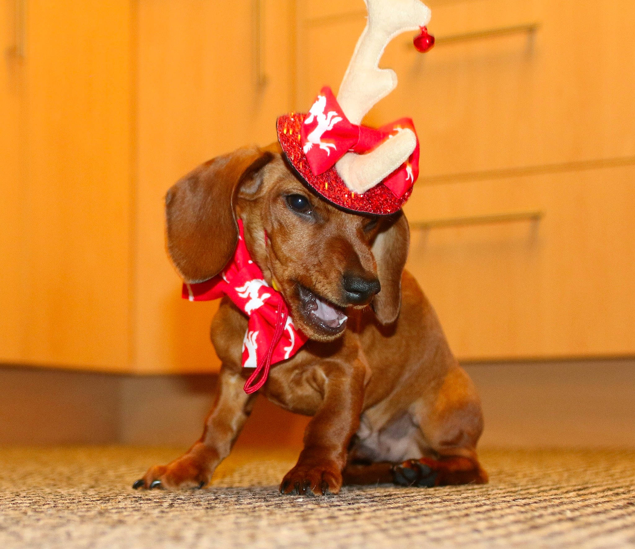 Otto is registered to the contest to win money with this photo: carnivore, collar, companion_dog, dog, dog_breed, dog_clothes, dog_collar, dog_supply, event, fawn, fun, fur, hardwood, liver, pet_supply, snout, sporting_group, terrestrial_animal, wood, working_animal