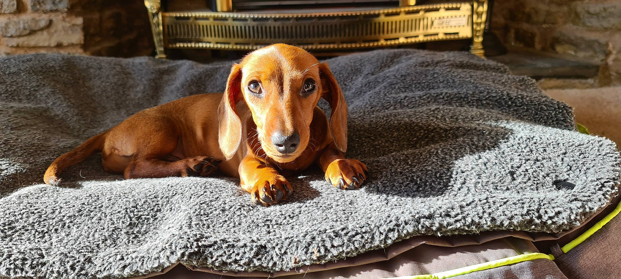 Otto is registered to the contest to win money with this photo: basset_hound, bracco_italiano, brown, canidae, carnivore, comfort, companion_dog, dog, dog_breed, hound, hunting_dog, linens, liver, pet_supply, scent_hound, sporting_group, terrestrial_animal, wood, working_animal