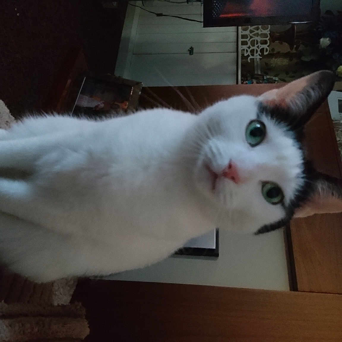 Amelia is registered to the contest to win money with this photo: carnivore, cat, computer_keyboard, domestic_short_haired_cat, ear, fawn, felidae, fur, numeric_keypad, office_equipment, paw, small_to_medium_sized_cats, snout, tail, telephone, telephony, whiskers