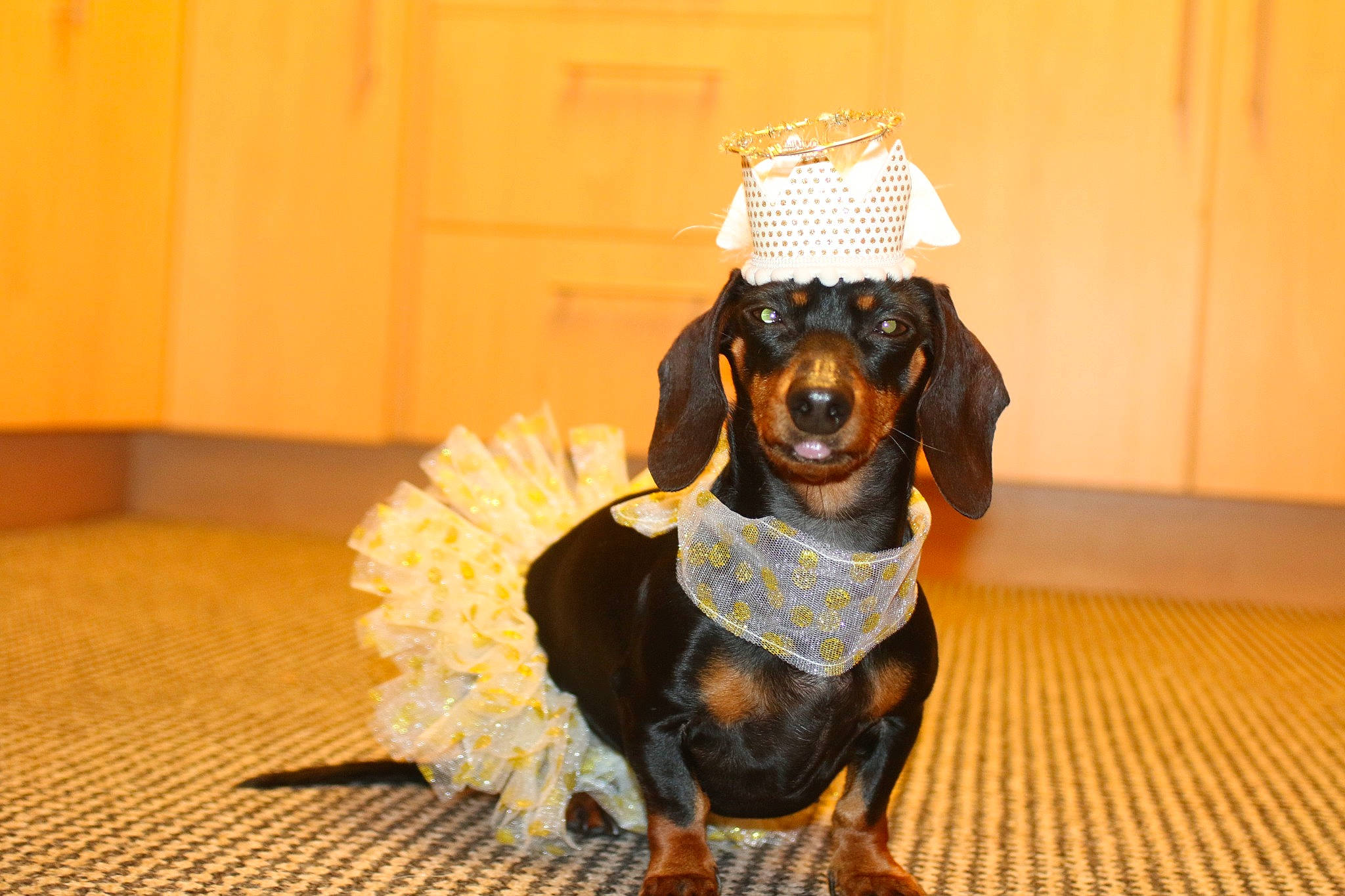 Belle joined the competition — help win amazing prizes! canidae, carnivore, companion_dog, dog, dog_breed, dog_clothes, dog_supply, event, fawn, flooring, fur, happy, metal, snout, sporting_group, terrestrial_animal, toy, toy_dog, wood, working_animal