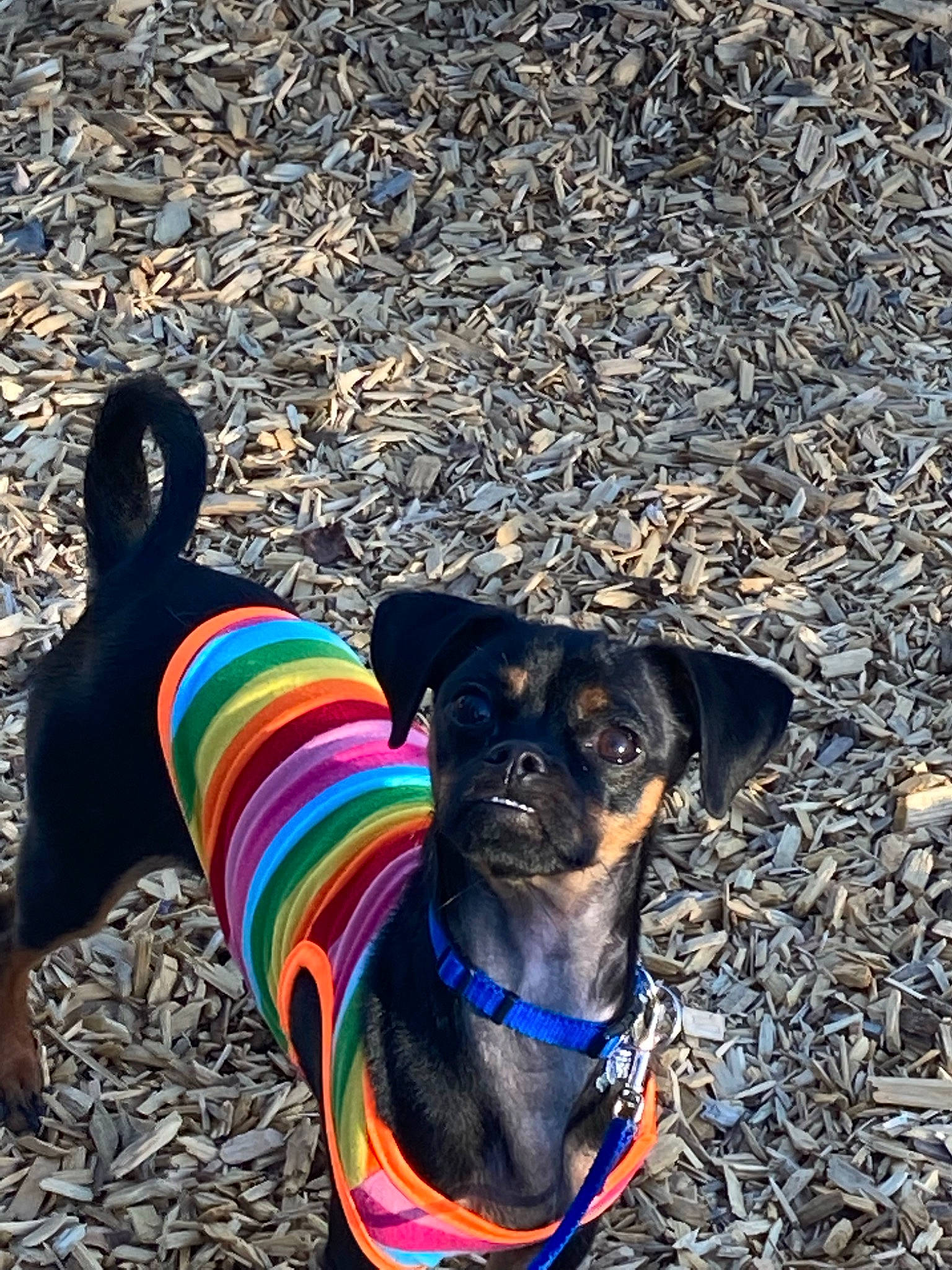 Dakota is registered to the contest to win money with this photo: bicycle_handlebar, canidae, carnivore, collar, companion_dog, dog, dog_breed, dog_clothes, dog_collar, dog_supply, electric_blue, fashion_accessory, fawn, leash, pet_supply, plant, snout, sporting_group, tail, working_animal