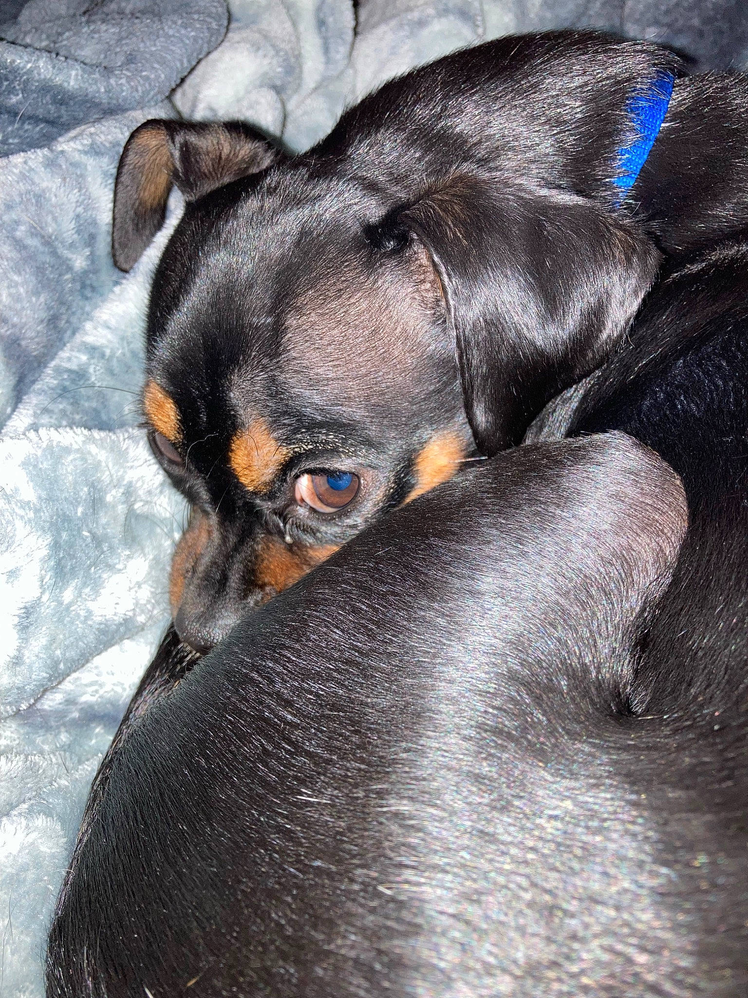 Dakota is registered to the contest to win money with this photo: carnivore, close_up, companion_dog, dog, dog_breed, ear, fawn, grey, guard_dog, head, non_sporting_group, paw, snout, sporting_group, terrestrial_animal, toy_dog, whiskers, working_animal, working_dog