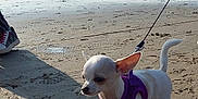 Lili participe au concours pour gagner de l'argent avec cette photo : chihuahua, dog, small_dog, beach, sand, harness, leash, sea, water, sailboat, shadow, sunlight, outdoor, pet, animal, walking, footwear, calm, sky, daytime