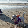 chihuahua, dog, small_dog, beach, sand, harness, leash, sea, water, sailboat, shadow, sunlight, outdoor, pet, animal, walking, footwear, calm, sky, daytime
