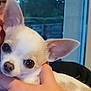 animal, background, chihuahua, close_up, cute, dog, ears, eyes, face, fur, hand, holding, indoor, looking, person, pet, small_dog, tan, white, window