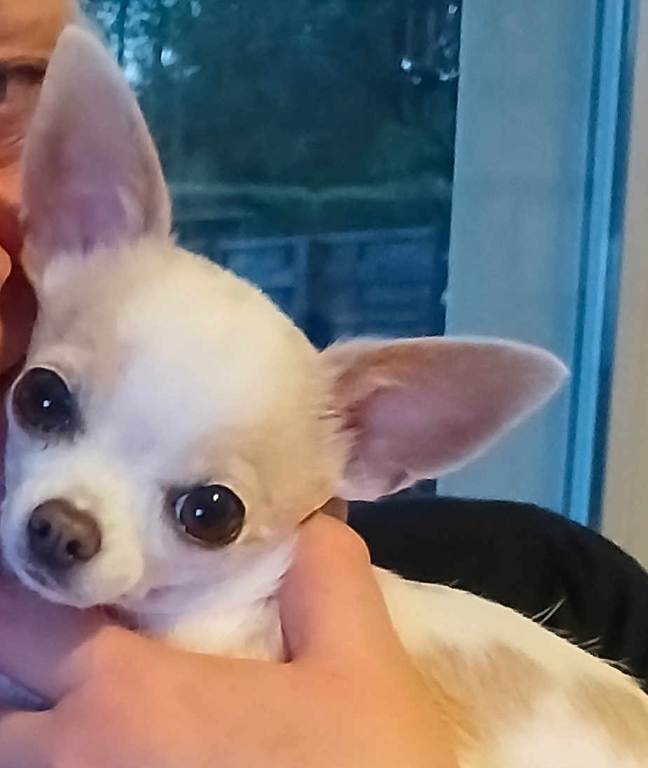 Lili