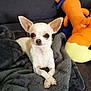 dog, chihuahua, pet, cute, small_dog, blanket, plush_toy, orange_toy, couch, indoor, fur, ears, paws, animal, relaxed, companion, domestic_animal, toy, cozy, resting