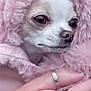 animal, chihuahua, closeup, cozy, cute, dog, domestic_animal, expression, face, fluffy, fur, hand, hood, mammal, pet, pink, portrait, rings, small_dog, warm