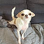 animal, blanket, brown_and_white, canine, chihuahua, companion, couch, curious, cute, dog, ears, friendly, fur, indoor, looking, pet, quilted, small_dog, standing, tail
