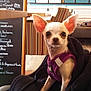 Lili participe au concours pour gagner de l'argent avec cette photo : chihuahua, small_dog, pet, dog_harness, blanket, indoor, cafe, chair, striped_fabric, menu_board, wooden_floor, lighting, ears, curious, seated, animal, companion, cute, closeup, portrait