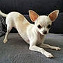 alert, animal, canine, chihuahua, companion, couch, cute, dog, domestic, ears, fur, gray, indoor, paw, pet, playful, small_dog, stretching, tan, white