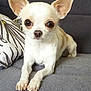 dog, chihuahua, pet, small_dog, couch, gray_couch, pillow, patterned_pillow, indoor, animal, cute, ears, eyes, lying_down, looking, front_view, mammal, domestic_animal, companion, fur