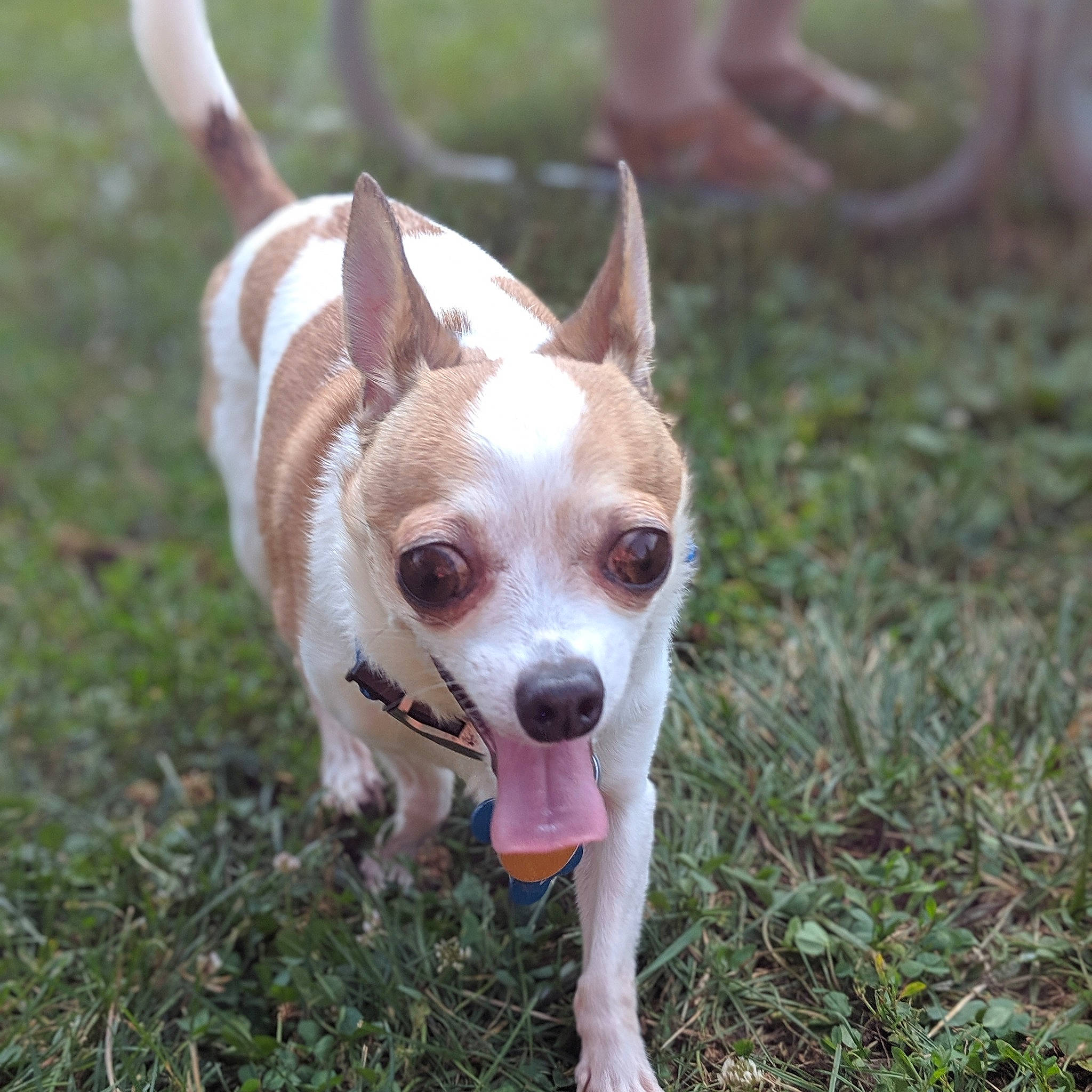 Tommy joined the competition — help win amazing prizes! canidae, carnivore, chihuahua, companion_dog, corgi_chihuahua, dog, dog_breed, ear, fawn, feist, ibizan_hound, mammal, miniature_fox_terrier, rare_breed_dog, rat_terrier, sporting_group, tail, teddy_roosevelt_terrier, tenterfield_terrier, vertebrate